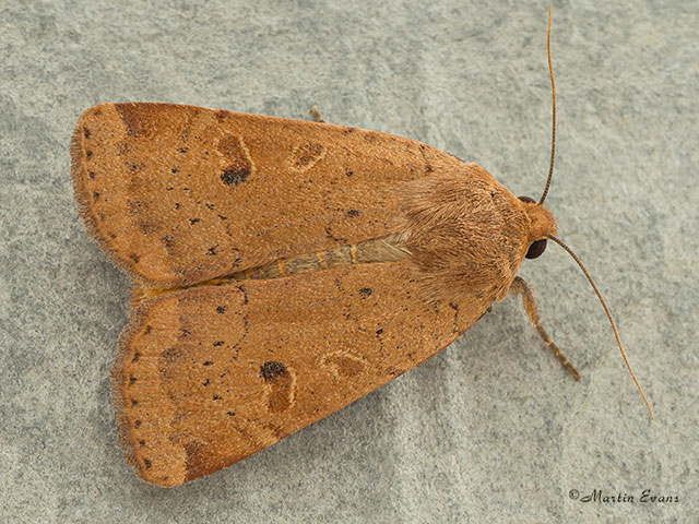  73.345 Lesser Yellow Underwing Copyright Martin Evans 