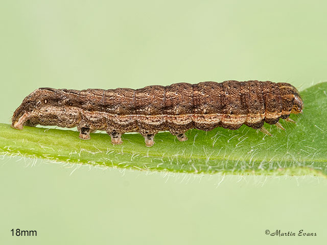  73.345 Lesser Yellow Underwing larva 18mm Copyright Martin Evans 