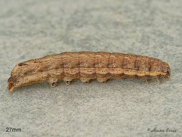  73.345 Lesser Yellow Underwing larva 27mm Copyright Martin Evans 