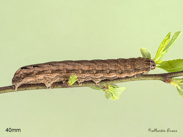  73.345 Lesser Yellow Underwing larva 40mm Copyright Martin Evans 