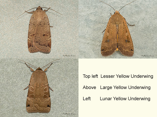  73.345 Lesser Yellow Underwing, Large Yellow Underwing and Lunar Yellow Underwing Copyright Martin Evans 