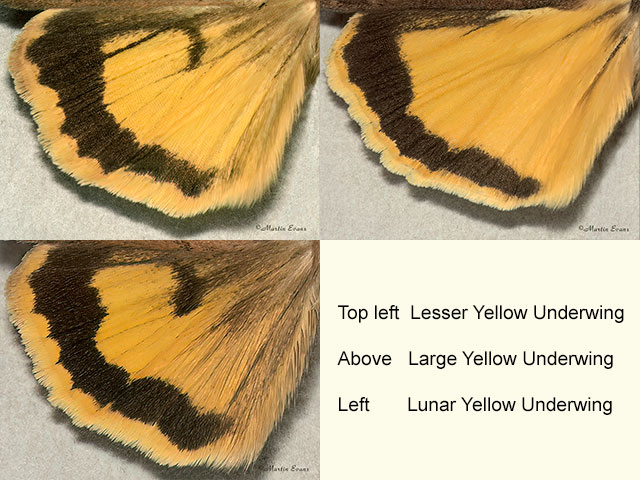  73.345 Lesser Yellow Underwing, Large Yellow Underwing and Lunar Yellow Underwing (underwings) Copyright Martin Evans 