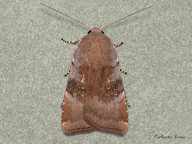  73.347 Langmaid's Yellow Underwing red form Copyright Martin Evans 