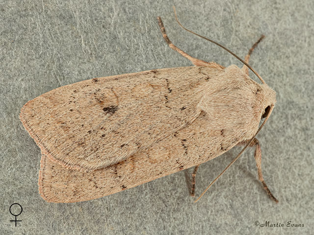  73.355 Neglected Rustic female Copyright Martin Evans 