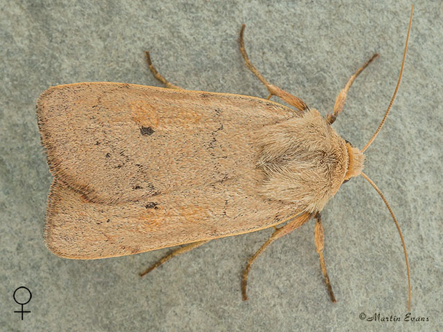  73.355 Neglected Rustic female Copyright Martin Evans 