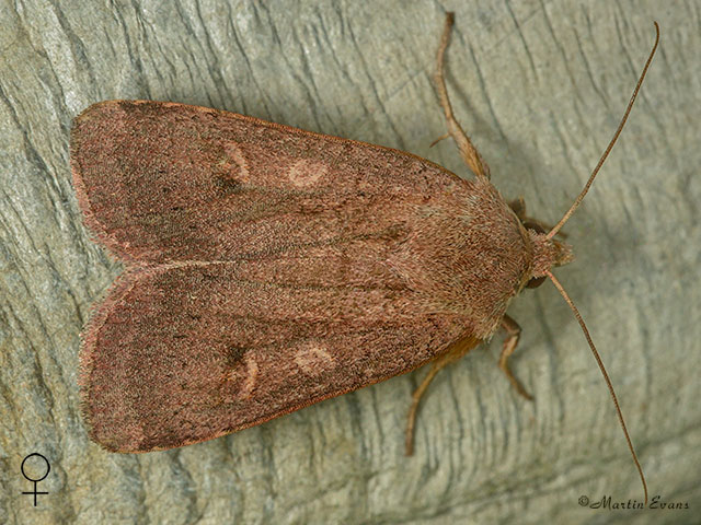  73.355 Neglected Rustic female Copyright Martin Evans 