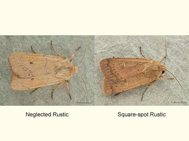  73.355 Neglected Rustic and Square-spot Rustic Copyright Martin Evans 
