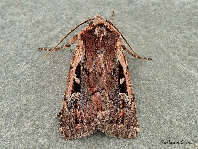  73.356 Heath Rustic Copyright Martin Evans 