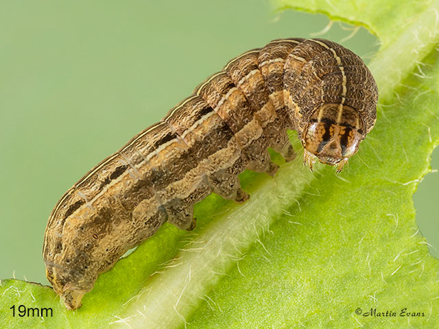  73.357 Square-spot Rustic larva 19mm Copyright Martin Evans 
