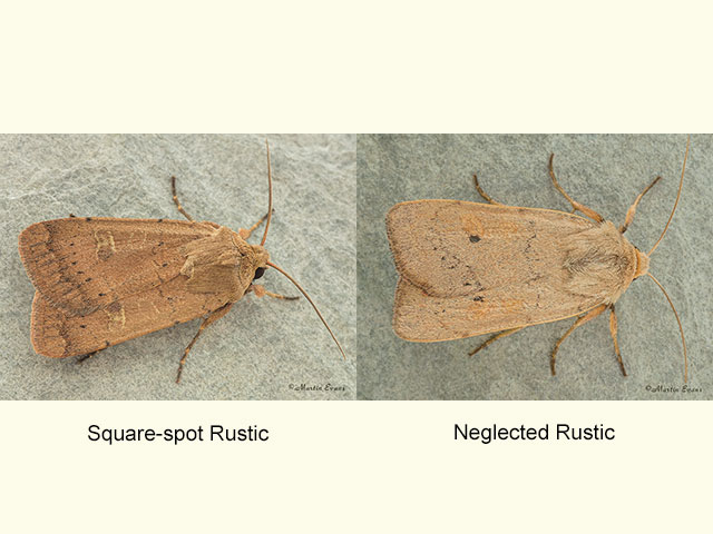  73.357 Square-spot Rustic and Neglected Rustic Copyright Martin Evans 