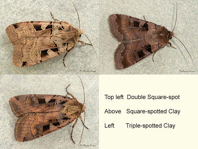  73.361 Double Square-spot and Triple-spotted Clay Copyright Martin Evans 