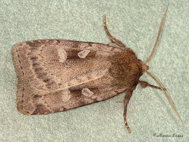  73.364 Rosy Marsh Moth Copyright Martin Evans 