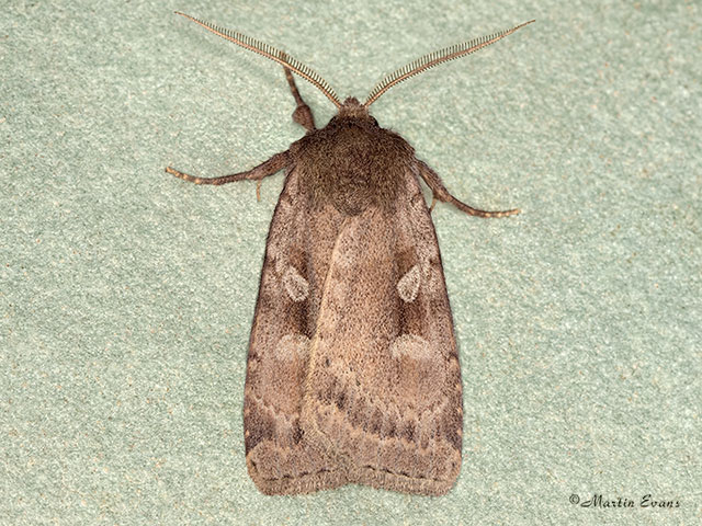  73.364 Rosy Marsh Moth Copyright Martin Evans 