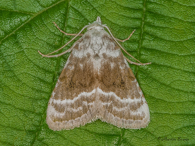  74.002 Kent Black Arches Copyright Martin Evans 