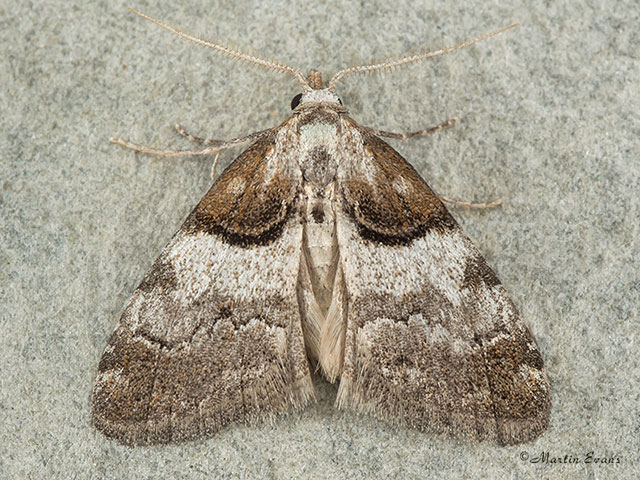  74.003 Short-cloaked Moth Copyright Martin Evans 