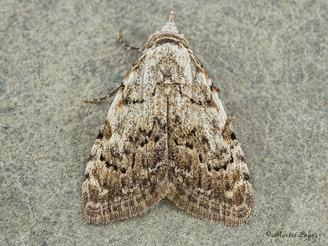  74.004 Least Black Arches Copyright Martin Evans 