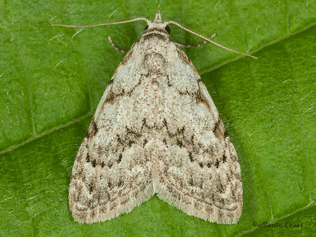  74.004 Least Black Arches Copyright Martin Evans 