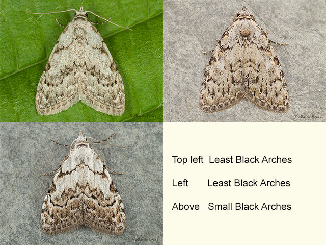  74.004 Least Black Arches and Small Black Arches Copyright Martin Evans 