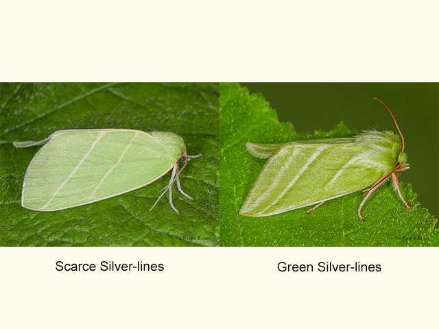  74.007 Scarce Silver-lines and Green Silver-lines Copyright Martin Evans 