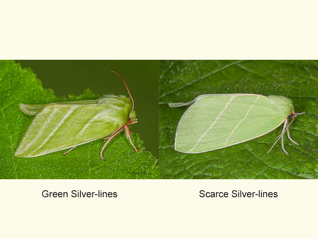  74.008 Green Silver-lines and Scarce Silver-lines Copyright Martin Evans 