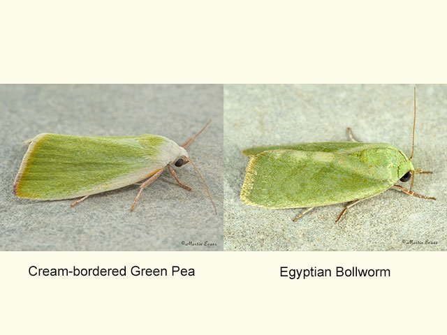  74.011 Cream-bordered Green Pea and Egyptian Bollworm Copyright Martin Evans 