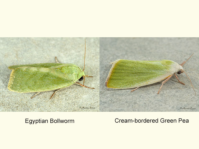  74.012 Egyptian Bollworm and Cream-bordered Green Pea Copyright Martin Evans 