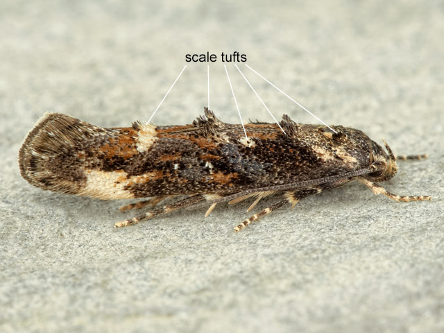  Scale Tufts Copyright Martin Evans 