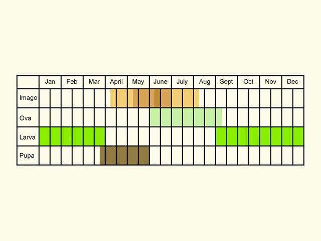  Life stages table Copyright Martin Evans 