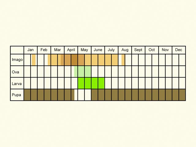  Life stages table Copyright Martin Evans 