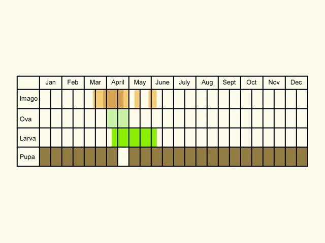  Life stages table Copyright Martin Evans 