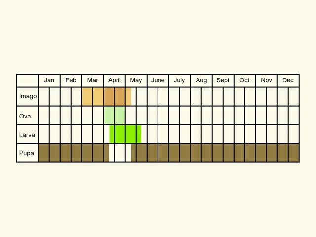  Life stages table Copyright Martin Evans 