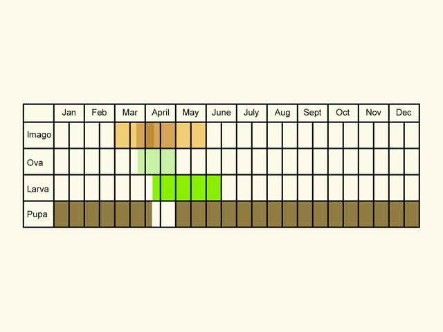  Life stages table Copyright Martin Evans 