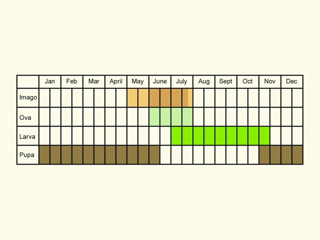  Life stages table Copyright Martin Evans 