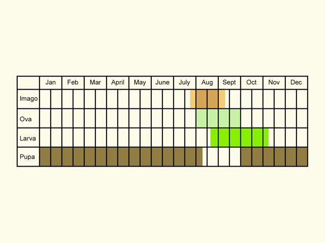  Life stages table Copyright Martin Evans 