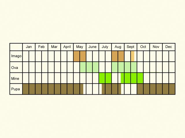  Life stages table Copyright Martin Evans 