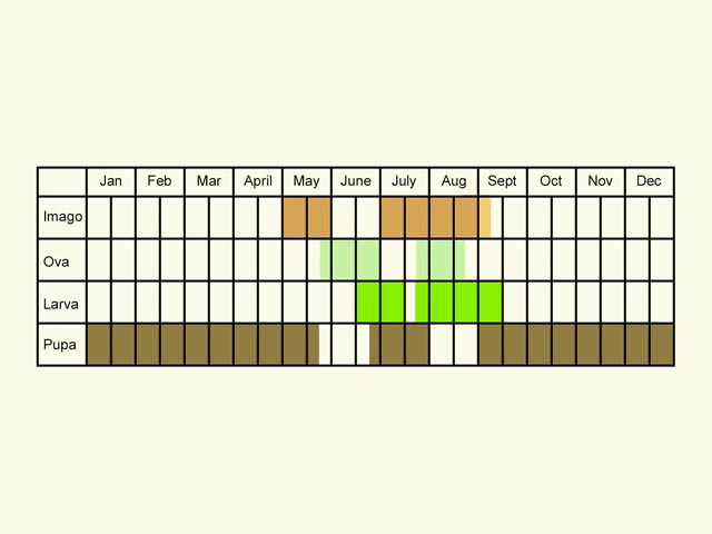  Life stages table Copyright Martin Evans 