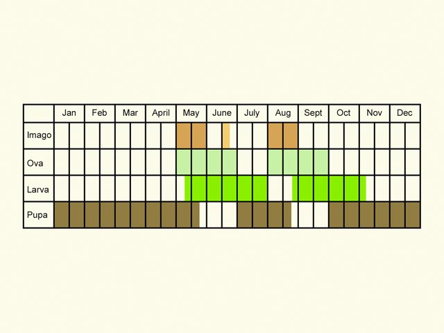  Life stages table Copyright Martin Evans 