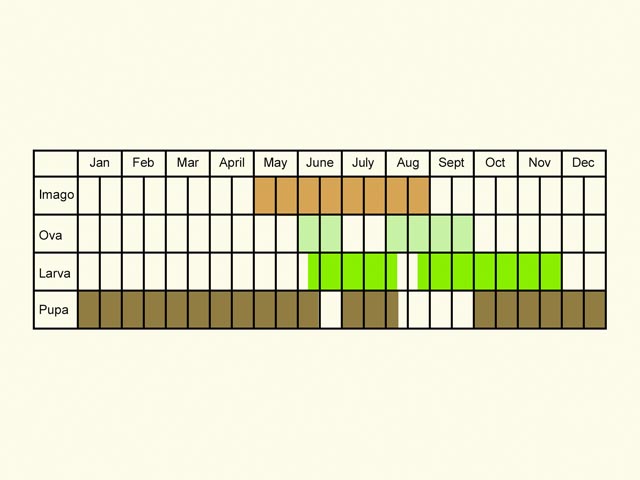  Life stages table Copyright Martin Evans 