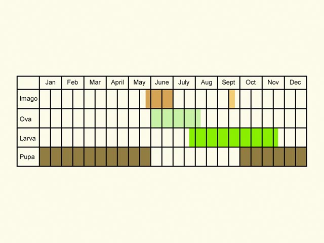  Life stages table Copyright Martin Evans 