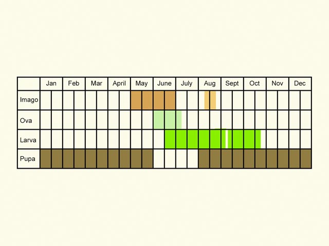  Life stages table Copyright Martin Evans 