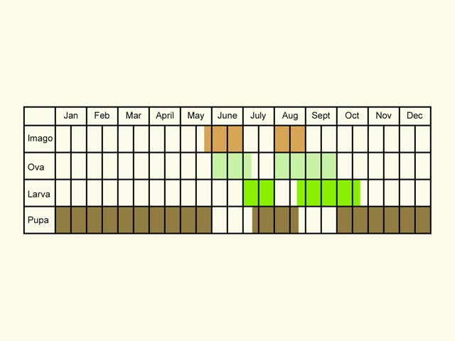  Life stages table Copyright Martin Evans 