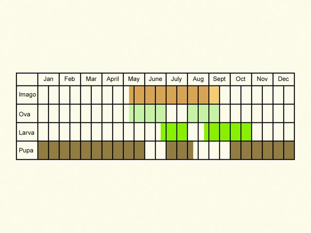  Life stages table Copyright Martin Evans 