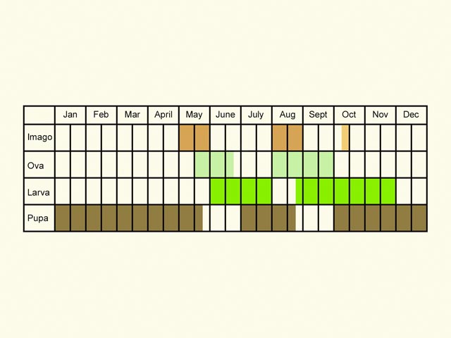  Life stages table Copyright Martin Evans 