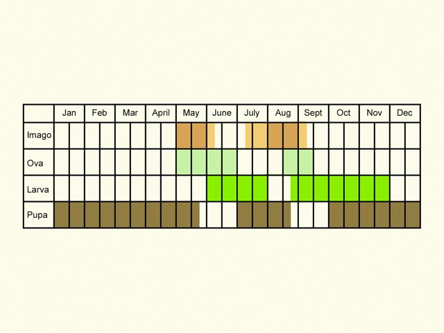  Life stages table Copyright Martin Evans 