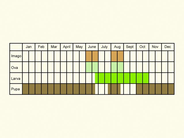  Life stages table Copyright Martin Evans 