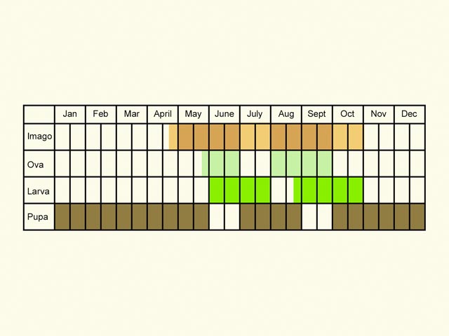  Life stages table Copyright Martin Evans 