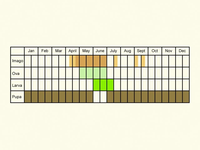  Life stages table Copyright Martin Evans 