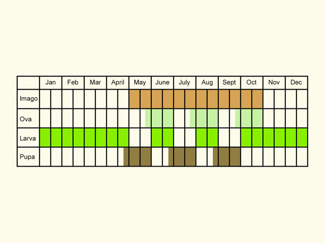  Life stages table Copyright Martin Evans 