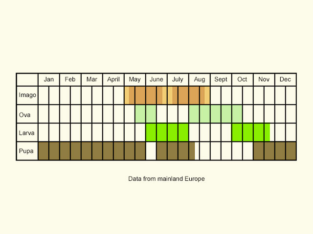  Life stages table Copyright Martin Evans 