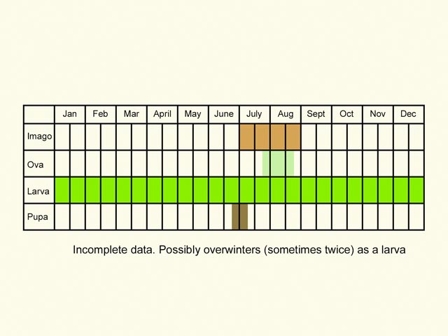  Life stages table Copyright Martin Evans 